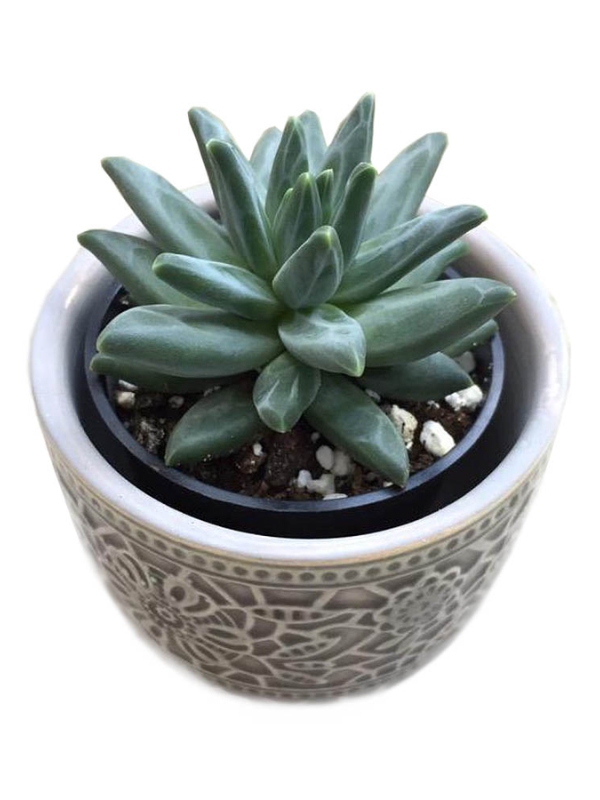 Sen Đá Kim Cương