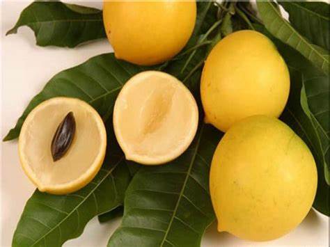 Vú Sữa Hoàng Kim