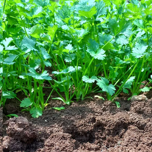 Rau ngò rí trị viêm kết mạc