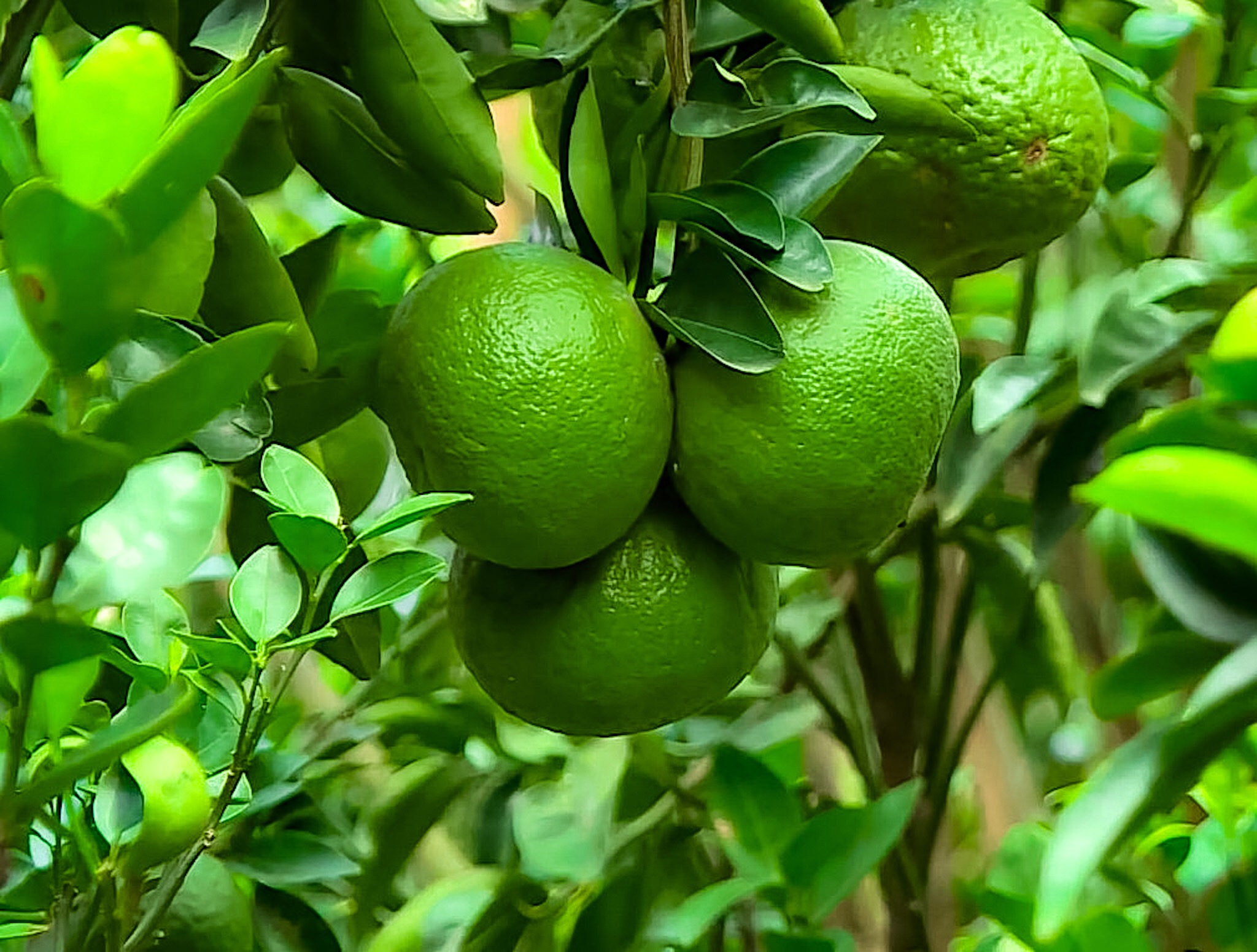 Cam Sành Vĩnh Long